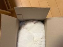 猫が箱にシンデレラフィット　おろしたてのタオルかな？