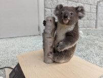 木につかまったコアラのぬいぐるみ？→実は赤ちゃんコアラが体重測定をしている場面なんです