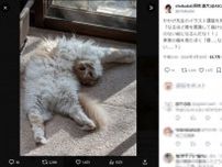 「首、どうみても取れてる」SNSに投稿された猫の写真に反響