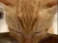 食事中に睡魔に襲われる子猫が可愛すぎる　「食べたいけど眠いにゃ〜」