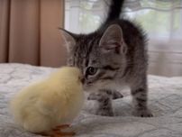 子猫とヒヨコの初対面動画がかわいすぎ！　視聴者、2匹の赤ちゃんに“とりこ”