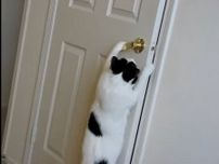 猫「自分で開けられるよ！」　器用すぎる猫が見せた“ドアの上手な開け方”に「頑張る姿がとってもかわいい」