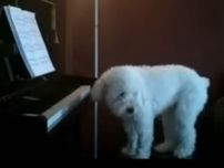 隣人から騒音のクレーム…カメラに写っていた犯人は“犬のピアニスト”？　決定的瞬間“撮影”