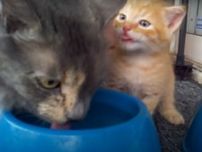 ママ猫“水の飲み方”レッスン開始　子猫はマスターできるか？