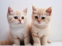 【猫の日】大切な愛猫に長生きしてほしい…猫が「突然死」する5つの病気＆対策、動物ケアスタッフが解説