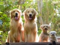 大型犬と小型犬、平均寿命が長いのはどっち？　動物看護師に聞いて分かった「犬の寿命」に影響する要因