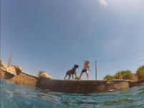 垂直状態で玩具をキャッチ！　ボクサー犬の見事な“潜水テクニック”に「なんというヒーローだ！」