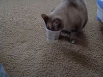 猫「何も見えないニャー！」　ヨーグルトカップに顔がはまってしまった猫の行動に「思わず笑っちゃった」の声【動画あり】
