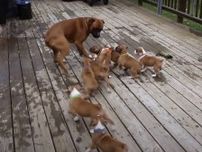 「僕はママじゃないよ！」　逃げ回るパパ犬とおっぱいねだる子犬たちの“攻防戦”に「愛らしい」