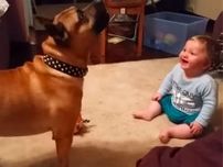 シャボン玉で遊ぶ犬がツボ！？　大爆笑する赤ちゃんの姿に視聴者の“つられ笑い”続出「かわいくて10回も見た」