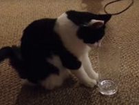 “新種の生物”爆誕！？　水が飲みたくて奮闘する猫さん、超スリムな顔に変身してしまう【動画あり】