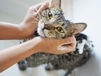 【疑問】どうして猫は「お風呂嫌い」なの？　獣医師に聞いて分かった“シンプルな理由”