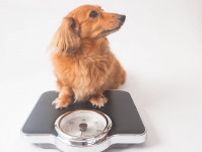 「ぽっちゃりしててかわいい」では済まない！　獣医師に聞いた「犬の肥満」を家庭でチェックする方法