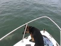 海面をジャンプするイルカを発見→犬が取った行動に視聴者びっくり「好奇心旺盛」「表情がかわいすぎる！」