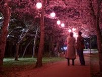 神戸「しあわせの村」、桜の期間に特別夜間開園 　幻想的な夜桜のライトアップを開催