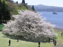芦ノ湖畔の一本桜が開花 　箱根の桜前線終着点