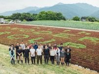 「レタスアート」で生産者の顔、農業の楽しさを伝えたい　トップリバーの長野県の畑でアートお披露目と収穫