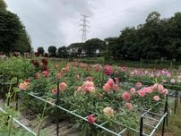 500品種のダリアが咲き誇るダリア園　町田市に開園、さまざまなイベントも