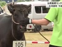 和牛の品質競う「共進会」 大河原町で開催〈宮城〉