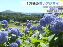１万株の青いアジサイ咲きそろう　個人宅の敷地を開放〈宮城・気仙沼市〉