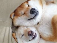 【どんな夢みているの？】口角が上がったまま眠る柴犬姉妹。笑っているようにしか見えなくて♪