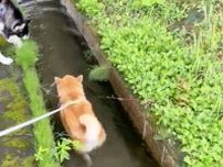 【普通の散歩に飽きたなら…♪】 水の流れに身を任せてごらん。柴犬さんがすーいすいと進んじゃう♡