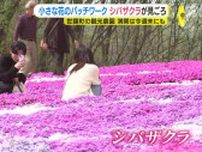 小さな花のパッチワーク　大地を覆うシバザクラが見ごろ　約100万本のネモフィラも　広島･世羅町の観光農園