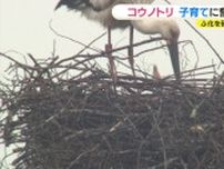 コウノトリが子育てに奮闘中「一生懸命餌をとって、ひなに与えている姿は本当にほのぼのする」広島・世羅町