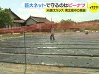 畑に巨大ネットを設置　大敵のカラスからピーナツを守る　広島･東広島市の農園
