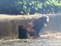 住宅地の公園でクマの目撃情報　調査の結果「アナグマらしき動物」と判明　画像には長い尾　広島・廿日市市