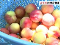 “初恋の味”スモモの出荷始まる　広島・呉市上蒲刈島