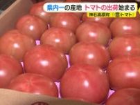 「元気が出ると言ってもらえるように」　特産のトマトの出荷はじまる　広島・神石高原町