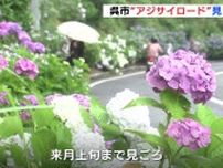 ゴミのポイ捨て対策、美化活動の一環で「アジサイロード」　梅雨入りと同時に10種類のアジサイが見ごろ　広島県呉市