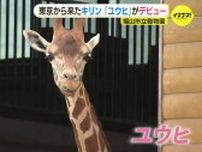 動物園のアイドルに　アミメキリン「ユウヒ」がデビュー　広島･福山市立動物園