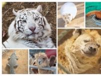 「動物が太ってる」と注目集めた動物園、取材に関係者は…―中国