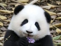 大人気パンダを置き去りにした飼育員を解雇、「処分が重すぎ」の声も―中国