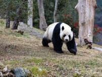 中国 ジャイアントパンダの野生個体数が1900頭近くに増加