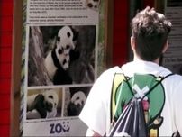 スペインのマドリード動物園 中国からジャイアントパンダがまもなく到着