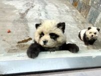 動物園の苦肉の策で登場させた「パンダ犬」が評判に―中国メディア