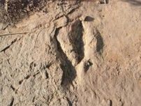 世界最大のデイノニコサウルス類の足跡化石を発見、体長は推定5メートル超―中国・福建省