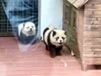 チャウチャウを染めて「パンダ犬」に 詐欺疑惑が浮上―江蘇省泰州市