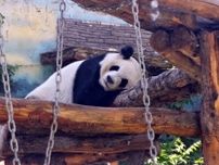 「憧れの職業」パンダ飼育員、役割は餌をあげたり遊んだりするだけではない―香港メディア
