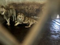 中国の野生動物園でアムールトラ20頭など多くの動物が異状死