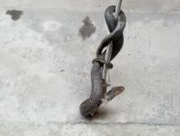 家のドアを「ノック」したのはヘビ？女性が仰天―浙江省杭州市