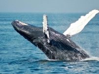 日本がナガスクジラ59頭の捕獲を許可＝韓国ネット「反抗期？」「絶滅危惧種のクジラをなぜ…」