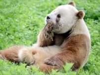 「陝西の人々が珍しい茶色パンダの出国を阻止」ネットで拡散、パンダ研究センター「偽り」―中国