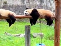 まるで「コピペ」！同じ動きを見せる2頭のパンダ―重慶市