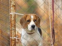 実験用ビーグル犬7トンを犬肉として販売、ボランティアが当局に通報―中国