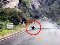 野生パンダが道路を渡る姿が捉えらえる―中国