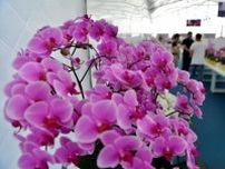福建省永春県で胡蝶蘭の新品種300種が公開―中国
